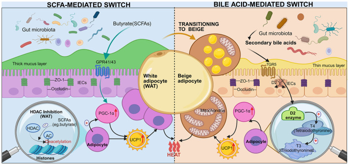 Scientific illustration comparing SCFA-mediated and bile acid-mediated switches in adipocyte function, showing pathways where gut microbiota, mucus layer, and molecular signals influence white-to-beige adipocyte transition, mitochondrial activity, and heat production via UCP1 expression.