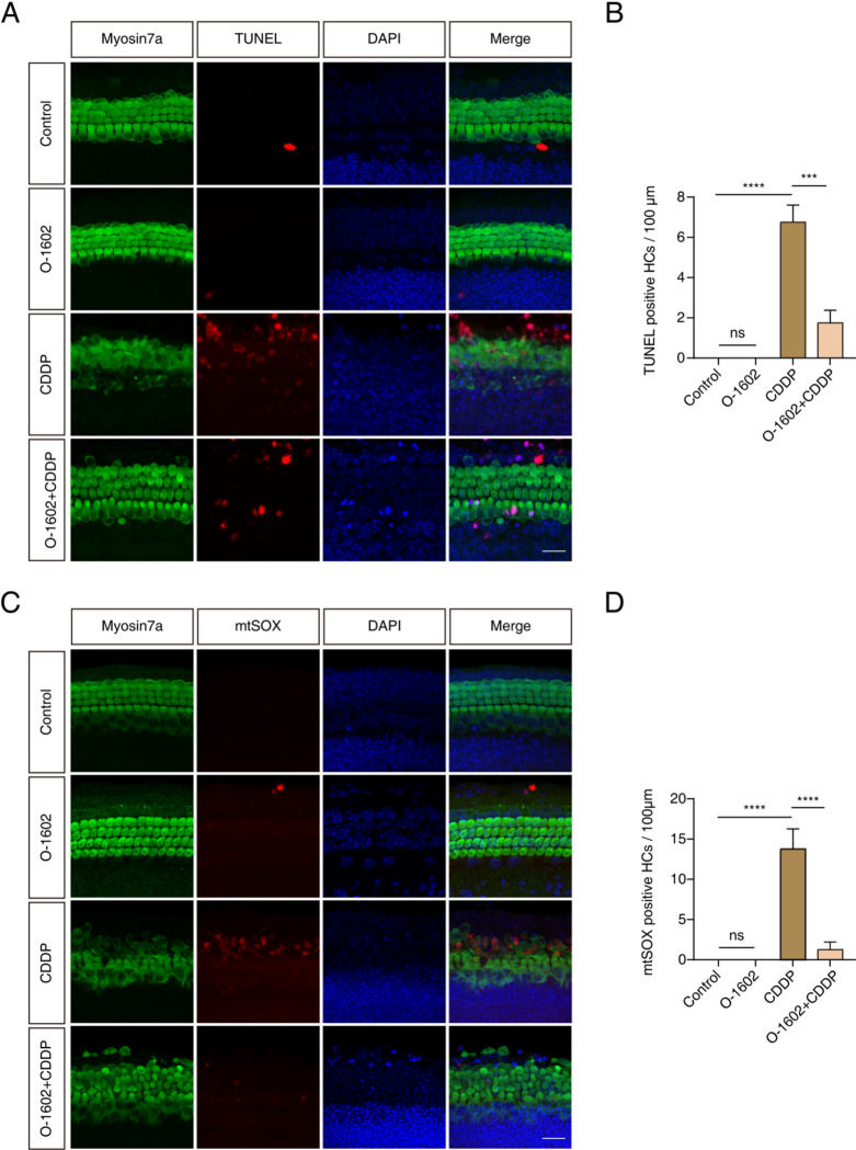 O-1602 diminished the apoptosis and ROS caused by CDDP in HCs within cochlear explants. (A, B) Representative staining images showed Myosin7a (green) together with TUNEL (red) in the middle turn of the cochlea. (C, D) Representative staining images showed Myosin7a (green) along with mtSOX (red) in the middle turn of the cochlea. Scale bar = 20 μm. ROS: reactive oxygen species.