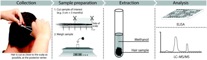 Hair sample collection and analysis.