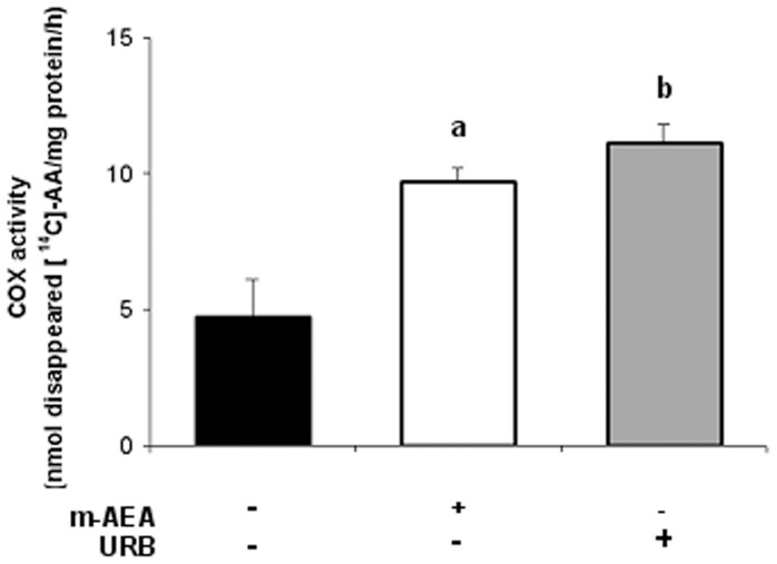 AEA increases COX-2 activity.Uterine explants were incubated with m-AEA (100 nM) or URB597 (1 uM) for 24 h and COX-2 enzyme activity was determined by measuring the disappearance of the radiolabelled substrate [14C]-AA. Enzyme activity is reported as nmol of disappeared [14C]-AA/mg protein/h. ANOVA test. a, p<0.05 vs control; b, p<0.01 vs control; n = 4.