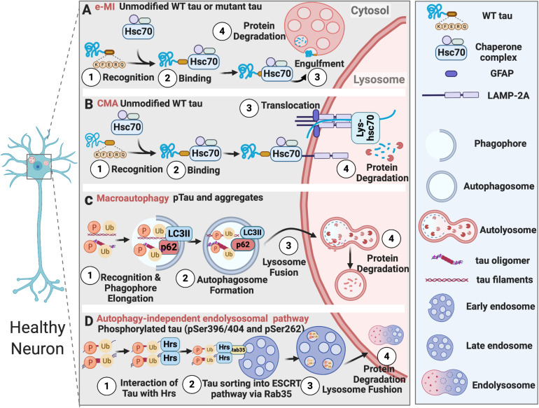 Tau degradation in healthy neurons. (A) Unmodified wildtype tau or mutant tau is degraded by e-MI; (B) Unmodified wildtype tau is degraded by CMA; (C) Phosphorylated tau and tau aggregates are degraded by macroautophagy; (D) Tau phosphorylated at specific sites is degraded by autophagy-independent endolysosomal pathway.