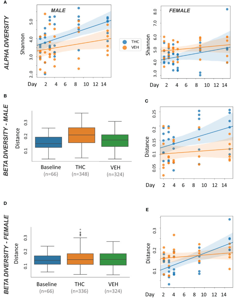 Microbiome diversity analysis. All plots in the figure were produced by QIIME2. (A) Scatter plot of alpha diversity values measured by Shannon divided by treatment for male (n=12) and female (n=12) mice. Trendlines are produced by LME model [Shannon ~ day × Q(treatment)] with 95% CI in shading. Pairwise ANOVA indicated a significant difference (p<0.05) in males on day 9 and in females (p<0.05) on days 2, 3 and 4. (B, D) Box and whisker plots of beta diversity measured by weighted Unifrac in male (B) and female (D) mice. THC and VEH groups are days 2–15 pooled. Significant beta diversity differences (p<0.05) by pairwise ANOVA were identified between baseline vs. THC and THC vs. VEH in males; females had a significant difference between THC vs. VEH. (C, E) Scatter plot of beta diversity values measured by weighted Unifrac and divided by treatment in male (C) and female (E) mice. Trendlines are produced by first distances LME models [Distance ~ day × Q(treatment)] with 95% CI in color shading. Males had a significant difference (p<0.05) on day 9.