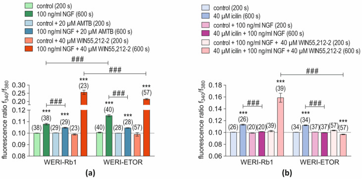 Comparison of the effects of NGF, AMTB, icilin, and WIN55,212-2 on Ca2+ signaling responses in WERI-Rb1 and WERI-ETOR cells. The numbers in brackets indicate the number of cells. The respective control groups are marked with congruent lighter shades of color. (a) 100 ng/mL NGF (green bar) increased the fluorescence ratios in both cell lines, but in WERI-ETOR cells these rises stabilize at higher levels (n = 38–40; ### p < 0.001) than in WERI-Rb1 cells, which 20 µM AMTB suppresses in both cell lines (n = 28–29; ### p < 0.01) (blue bars). WIN55,212-2 (40 µM) induces a diminished response in both cell lines in WERI-ETOR (n = 23–57; ### p < 0.001) (red bars). (b) The individual effects are described of icilin on these different responses are shown in panel A, where 40 µM icilin increased the fluorescence ratio in both cell lines (n = 26–34; bright blue bars), which 100 ng/mL NGF suppressed (n = 20–37; both ### p < 0.01, violet bars). With NGF and WIN55,212-2, the icilin-induced Ca2+ influx is only visible in WERI-Rb1 cells but is absent in WERI-ETOR cells (n = 39–57; ### p < 0.01; pink bars). *** p < 0.001; were considered statistical significance between groups.