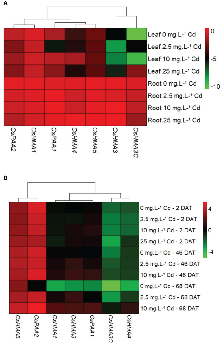 Spatial expression of metal transporter genes at 2 d after treatment (DAT). Transcript abundance of each gene in both tissues was normalized to its expression in roots at 2 DAT (A). Temporal expression of metal transporter genes in root tissues. Transcript abundance of each gene in both tissues was normalized to CsHMA3 expression at 2 DAT (B).