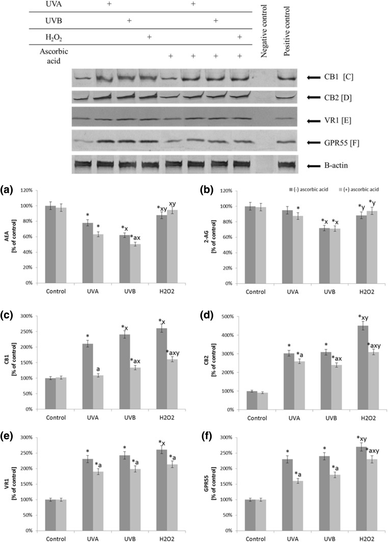 The level of endocannabinoids (AEA and 2-AG) (a, b) and the expression of endocannabinoids receptors (CB1, CB2, VR1, GPR55) (c–f) in fibroblasts after exposure to UVA (20 J/cm2), UVB radiation (200 mJ/cm2), H2O2 (200 µM), and ascorbic acid (100 µM) expressed as a percentage of the value of the control cells. Mean values ± SD of three independent experiments are presented. *Statistically significant differences vs. control group, p < 0.05; a statistically significant differences vs. group without ascorbic acid, p < 0.05; x statistically significant differences vs. UVA group, p < 0.05; y statistically significant differences vs. UVB group, p < 0.05;