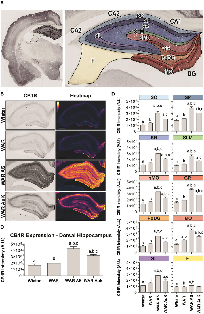 CB1R immunostaining in the hippocampus. (A) Schematic representation of hippocampal regions and layers used to CB1R signal quantification: Stratum oriens (SO), stratum pyramidale (SP), stratum radiatum (SR), stratum lacunosum moleculare (SLM), superior molecular layer (sMO), inferior molecular layer (iMO), dentate gyrus granular cell layer (GR), polymorph layer of the dentate gyrus (PoDG), stratum lucidum (SL), fimbria (F). (B) Representative images of CB1R immunostaining in the dorsal hippocampus in different experimental groups (left column) and their corresponding heatmap (right column). (C) Quantification of CB1R intensity in the total hippocampal area of Wistar (n = 5), WAR (n = 5), WAR AS (after acute audiogenic seizure, n = 5), and WAR AuK (after audiogenic kindling, n = 10). (D) CB1R intensity in different hippocampal layers of Wistar (n = 5), WAR (n = 5), WAR AS (n = 3), and WAR AuK (n = 10). Data are expressed as mean ± standard error mean (SEM). Equal letters represent significant differences (p < 0.05) between groups: “a” in comparison to Wistar; “b” in comparison to WAR; “c” in comparison to WAR AS. Scale bar: 500 μm. Color code scale (8 bits image): 0–255 (min–max).