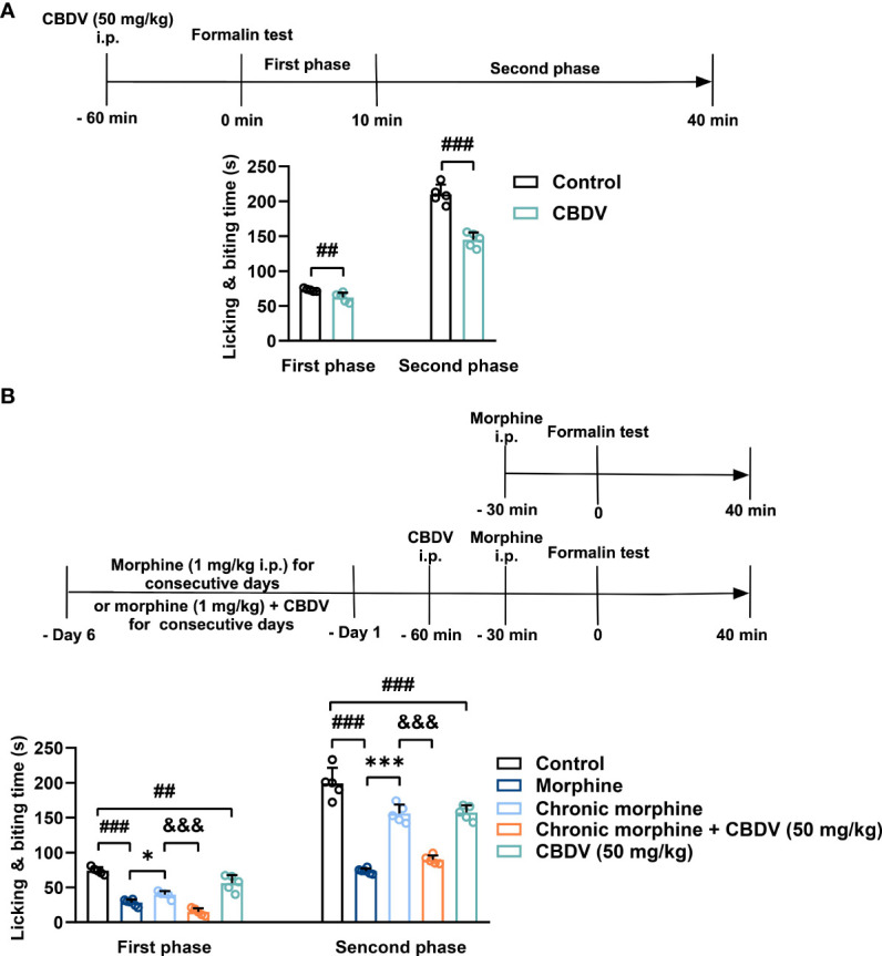 CBDV shows analgesic effect and attenuates morphine analgesic tolerance as measured by formalin test. (A) The analgesic effect of single administration of CBDV as assessed by formalin test. (B) The effect of CBDV on the analgesic activity of chronic morphine as measured by the formalin test. Data were presented as the mean ± S.E.M. n = 5/group; The P-value was set at ## P < 0.01, ### P < 0.001 versus the control group; *P < 0.05, ***P < 0.001 versus the morphine group; &&& P < 0.001 versus the chronic morphine group.