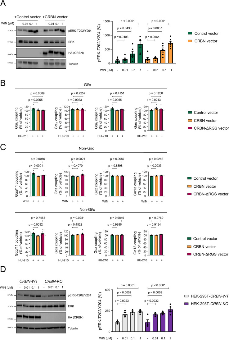 Additional data on the CRBN-mediated inhibition of CB1R-evoked Gi/o protein signalling in vitro.(A) HEK-293T cells expressing CB1R, together or not with CRBN, were incubated for 10 min with vehicle or WIN55,212-2 (doses ranging from 0.01 to 1 µM), and cell extracts were blotted for ERK phosphorylation (mean ± SEM). A representative experiment is shown. p values were obtained by two-way ANOVA with Dunnett’s multiple comparisons test (n = 6 independent experiments). (B) Coupling of CB1R to Gαi/o proteins in membrane extracts from HEK-293T cells expressing CB1R, together or not with CRBN or CRBN-ΔRGS, after HU-210 stimulation (10 µM) (mean ± SEM). *p < 0.05 from basal (dashed line) by one-sample Student’s t test. p values between constructs were obtained by one-way ANOVA with Dunnett’s multiple comparisons test (n = 3–4 independent experiments). (C) Coupling of CB1R to non-Gαi/o proteins in membrane extracts from HEK-293T cells expressing CB1R, together or not with CRBN or CRBN-ΔRGS, after WIN55,212-2 stimulation (10 µM) (mean ± SEM). *p < 0.05 from basal (dashed line) by one-sample Student’s t test. p values between constructs were obtained by one-way ANOVA with Dunnett’s multiple comparisons test (n = 3–4 independent experiments). (D) HEK-293T-CRBN-WT and HEK-293T-CRBN-KO cells expressing CB1R were incubated for 10 min with vehicle or WIN55,212-2 (doses ranging from 0.01 to 1 µM), and cell extracts were blotted for ERK phosphorylation (mean ± SEM). A representative experiment is shown. p values were obtained by two-way ANOVA with Dunnett’s multiple comparisons test (n = 4 independent experiments). Source data are available online for this figure.