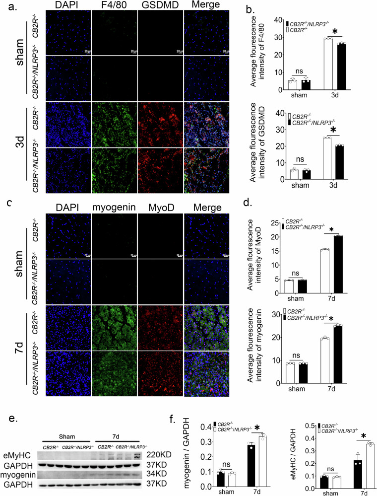 Further knocking out NLRP3 on the basis of CB2R knockout can alleviate the limitation of skeletal muscle regeneration caused by CB2R knockout.a Representative images of GSDMD (red) and F4/80 (green) in Cb2r−/− mice and Cb2r−/−/Nlrp3−/− mice, scale bar = 20 μm. b GSDMD expression levels in macrophages, n = 3, *p < 0.05 Cb2r−/− vs. Cb2r−/−/Nlrp3−/− group. c, d Expression levels of MyoD and Myogenin in regenerated muscle cells of Cb2r−/−/Nlrp3−/−mice and Cb2r−/−/Nlrp3−/− mice, scale bar = 20 μm, n = 3, *p < 0.05 Cb2r−/− vs. Cb2r−/−/Nlrp3−/−group. e, f Western blot and quantitative analysis of eMyHC and Myogenin protein expression levels from whole muscle tissue lysates of mice at 7 days post-injury compared to sham group, n = 3, *p < 0.05 Cb2r−/− vs. Cb2r−/−/Nlrp3−/− group. Data are represented as mean ± SD. ns no significance.