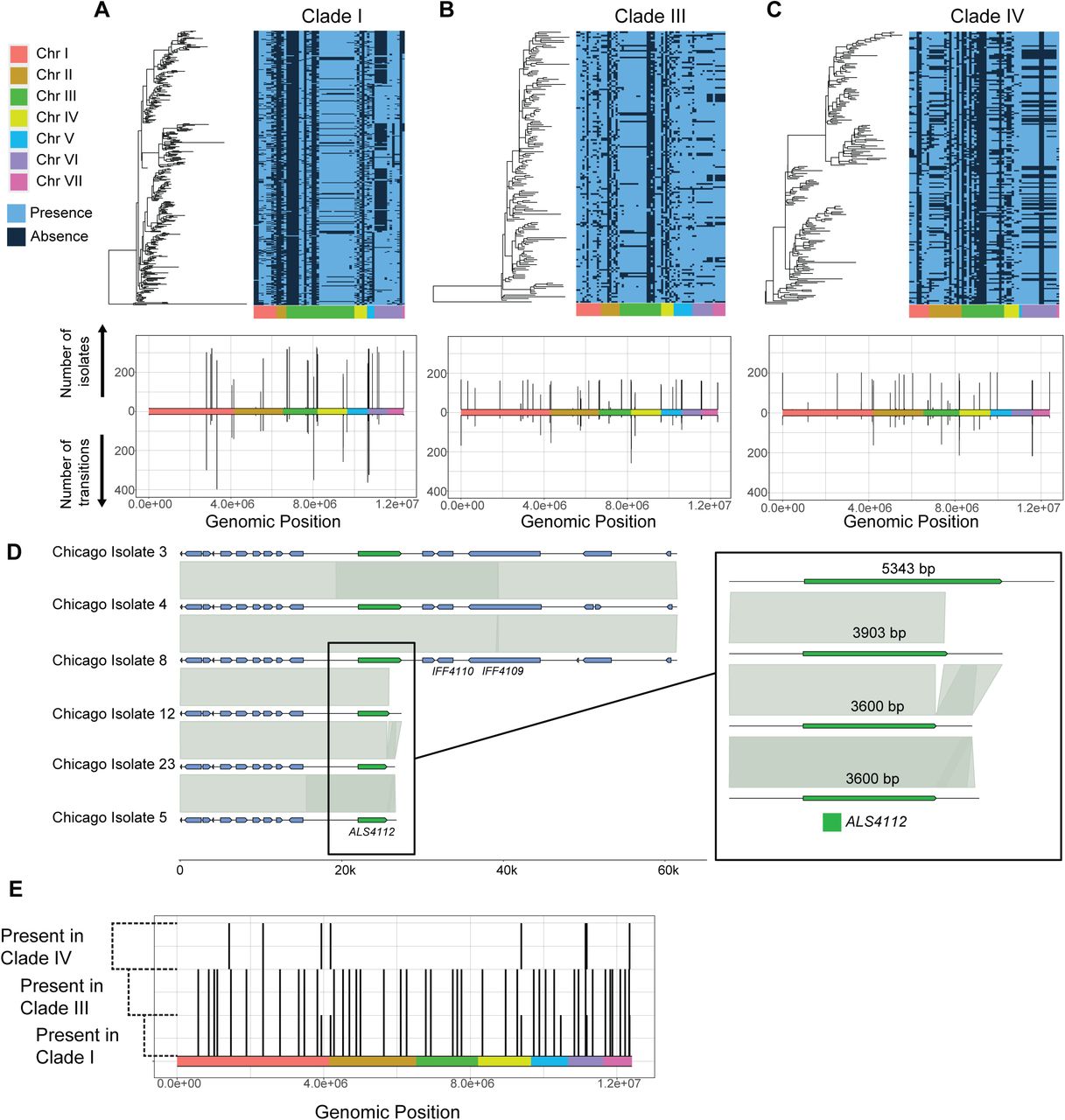 Characterization of the C. auris accessory genome.a, Top panel, left: Maximum-likelihood phylogeny tree for Clade I isolates. Top panel, right: Presence/absence matrix for all gene families that are accessory in Clade I, appearing in less than 95% of isolates but more than 1. Gene families are ordered on the x-axis by estimated position, based on synteny information from the pangenome. Bottom panel: Genomic location, number of isolates, and number of transitions for the accessory genes shown on the top panel. Number of transitions were determined via ancestral state reconstruction of the gene presence/absence matrix. Gene families exhibiting strong linkage are clustered together and treated as a single locus. b, Similar to panel A, with isolates and gene families from Clade III. c, Similar to panel A, with isolates and gene families from Clade IV. d, Representative isolates showing two different truncations of the ALS4112 adhesin gene. All isolates shown were drawn from the Rush University Medical Center dataset. e, Estimated locations of clade-specific genes. These gene families are core in one or more clades and absent from the remainder.