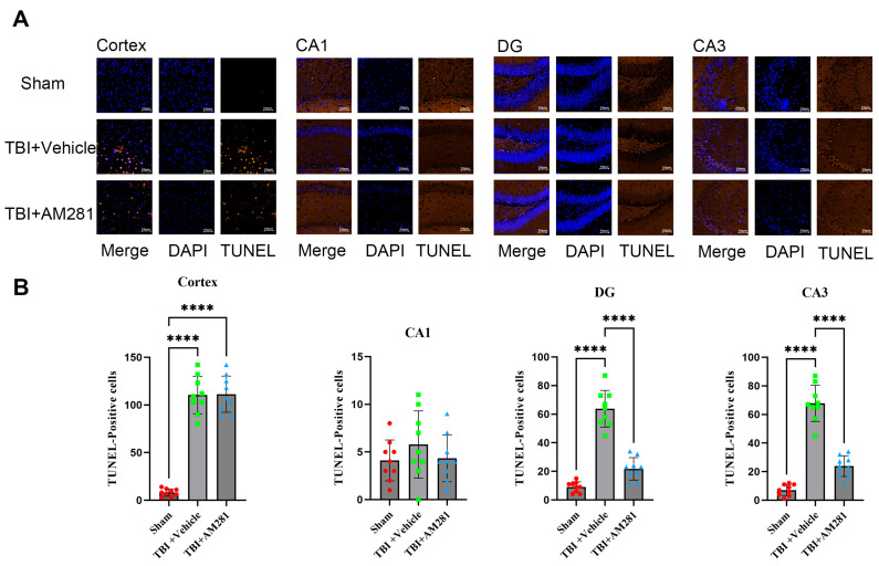 Inhibiting the CB1 receptor significantly mitigated neuronal apoptosis in the CA3 and DG subregions. (A): Representative immunofluorescent images demonstrating neuronal apoptosis (DAPI (Blue) and Tunnel (Brown)) in the cortex, CA1, DG, and CA3 of Sham, TBI + AM281, and TBI + Vehicle group on day 1 post-TBI. (B): Quantification of immunofluorescence images in (A). n = 9 slices from 3 mice per group. Bar = 10 μm. All data were presented with the mean ± SEM.**** p < 0.0001.