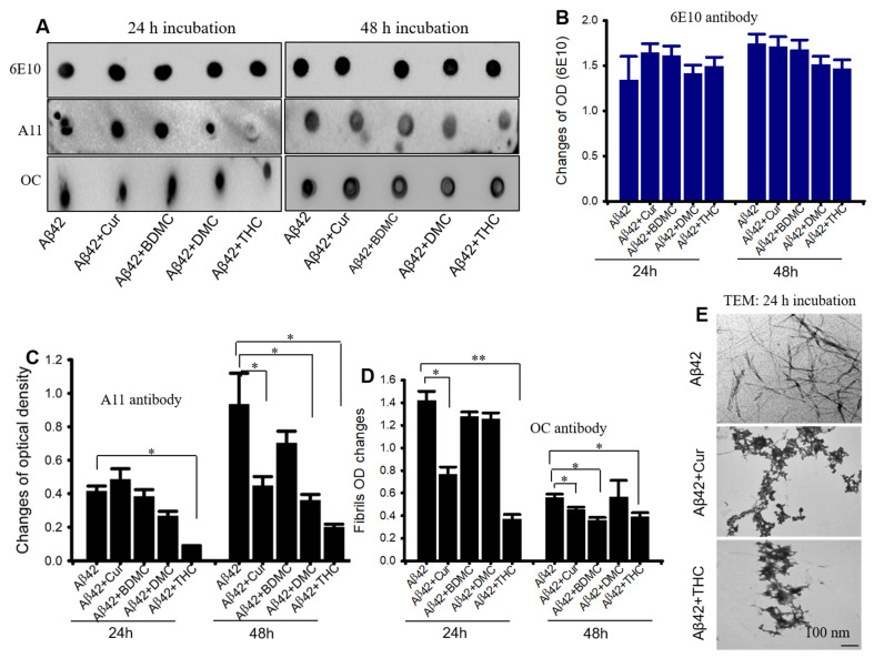 THC showed greater Aβ42 aggregation inhibition than other Cur derivatives. Aβ42 peptide was disaggregated with HFIP and dissolved in 60 mM NaOH and diluted with PBS (pH 7.4) and incubated for 24–48 h in presence or absence of different Cur-derivatives. About 10 µL of peptide was spotted on nitrocellulose membrane and probed with Aβ-specific antibodies (6E10, A11 and OC). The blots were developed with chemiluminescent reagent and the optical density of each band was measured with ImageJ software. (A): Representative dot blot images after treatment with all the Cur-derivatives (1 µM) for 24–48 h. (B): No significant differences were observed with 6E10 antibodies. (C): Oligomer formation (A11 antibodies) was significantly reduced by Cur, THC and DMC but not by BDMC at 48 h only. (D): Cur and THC inhibited Aβ42 fibril formation (OC antibodies). Images are representative of two independent experiments. (E): Representative TEM images showed that both Cur and THC inhibited Aβ42 fibril formation. Scale bar 100 nm and is applicable to all images. * p < 0.05 and ** p < 0.01 compared to Aβ42.