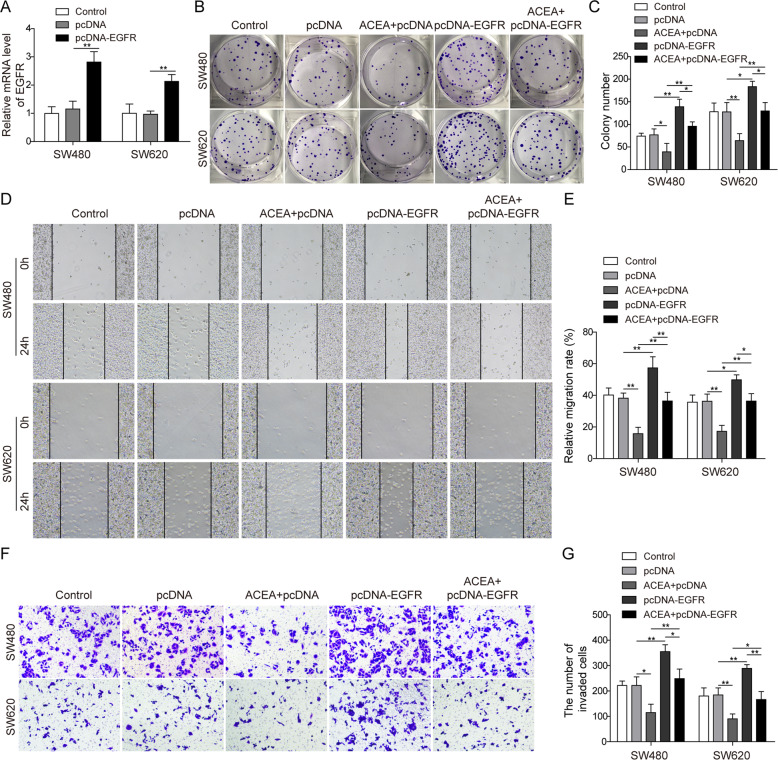 EGFR was involved in the antitumor effects of CB1 activation.Cells were transfected with EGFR plasmids and simultaneously treated with ACEA. A QPCR analysis showed that EGFR plasmids transfection increased the expression of EGFR in SW480 and SW620 cells. B, C Colony-forming assay demonstrated that EGFR overexpression blocked the proliferation suppression induced by CB1 activation. D, E Wound healing test showed that EGFR overexpression counteracted the migration inhibition induced by CB1 activation. F, G Transwell invasion assay showed that EGFR overexpression prevented the decrease in cell invasion caused by CB1 activation. *P < 0.05; **P < 0.01.