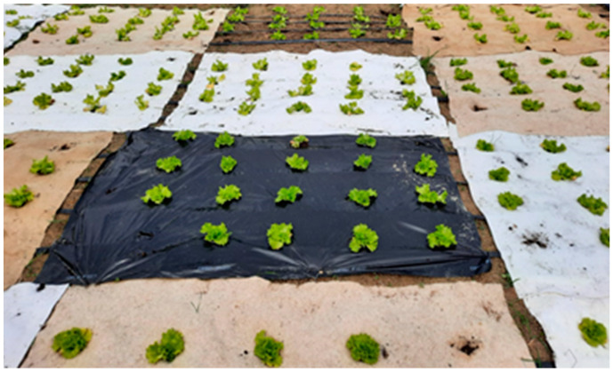 The nonwoven mulches, agro foil, and control field placed on the soil in the four replication plots.
