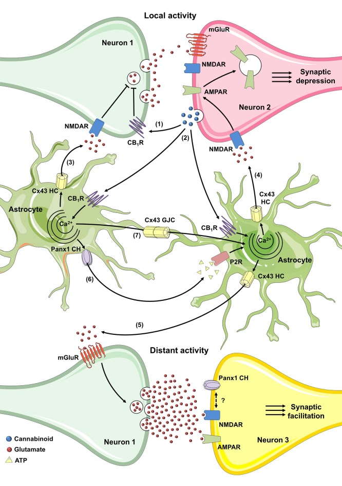 Possible roles of connexin- and pannexin-based channels in CB-mediated synaptic plasticity through activation of astrocytes. In the hippocampus, the activity-dependent production of eCB triggers a decrease of neurotransmitter release through the stimulation of presynaptic CB1Rs in homoneuronal synapses (1). In the cortex and hippocampus, the coincidence of postsynaptic metabotropic glutamate receptor (mGluR) activation during synaptic activity and Ca2+ influx (not depicted) caused by postsynaptic back-propagating action potentials evoke the release of eCBs (2). The latter stimulates astroglial CB1 receptors and could elicit the Ca2+-dependent release of glutamate or D-serine through Cx43 hemichannels (3), leading to the activation of presynaptic NMDA receptors (NMDARs) and subsequent induction of spike timing dependent long-term depression (t-LTD; Min and Nevian, 2012; Andrade-Talavera et al., 2016). Alternatively, in the hippocampus, astroglial CB1 receptor activation and rise of cytoplasmic Ca2+ may cause the Cx43 hemichannel-dependent release of glutamate (4) which, through the stimulation of postsynaptic NMDAR, elicits the internalization of AMPARs and further t-LTD (Han et al., 2012). At the other end, the eCB-mediated increase in cytoplasmic Ca2+ may trigger the release of glutamate through Cx43 hemichannels (5) that, acting on mGluRs induces lateral potentiation of synaptic transmission at distant synapses (Navarrete and Araque, 2010; Gómez-Gonzalo et al., 2015). The interacting coupling between NMDARs and Pannexin 1 (Panx1) channels could be a possible mechanism to potentiate the above response. Finally, purinergic signaling mediated by ATP released via Panx1 channels (6) along with gap junctional communication (7) among astrocytes could favor the widespread of eCB-mediated intracellular Ca2+ responses.