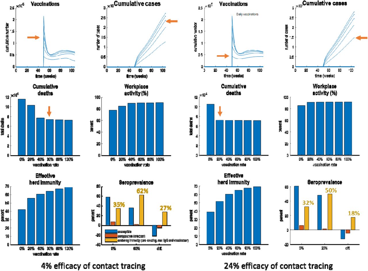 posterior predictions of mortality and economic cost under different rates of vaccination. The left panels are predictions under the current efficacy of contact tracing (about 4%), while the right-hand panels show the equivalent predictions if the efficacy of contact tracing could be increased to 24% at the time of writing (6-12-2021). In each panel, the top row describes the rate and cumulative number of (effective) vaccinations under the six rates (0% to 100% in 20% steps). These show an initial burst in vaccination rates at the inception of a vaccination programme that lasts for a couple of months that then declines exponentially to sustained rates of roughly 50,000 per day. Depending upon the rate, the total number of people vaccinated by the end of next year varies between about 12 and 26 million people. The bar charts in the subsequent three panels show the cumulative death rates, average workplace activity (based upon predictions of transport use) and effective herd immunity (the complement of the susceptible state in the DCM). Under contact tracing with an efficacy of 4%, a 60% vaccination rate would be sufficient to minimise cumulative fatalities (indicated by red arrows); inducing an effective herd immunity of about 64%. This comprises seropositive (following seroconversion due to infection) and enduring (seronegative) immunity. The 62% seronegative immunity includes pre-existing immunity, humoral immunity without detectable IgG antibodies and immunity conferred by vaccination. The contribution of vaccination can be quantified by the difference in seronegative immunity with and without vaccination; here, 27%. With enhanced contact tracing this contribution falls to 18% of a herd immunity of 50%.