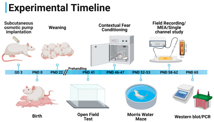 Experimental timeline. Subcutaneous osmotic minipump implantation was performed on gestational day (GD) 3. WIN55,212-2 or vehicle were delivered until the birth of the pups. Pups were weaned on postnatal day (PND) 21. Animals were handled for 5 days prior to the behavioral experiments. Open field test, contextual fear conditioning, and Morris water maze were performed at PND 41, PND 46–47, and PND 52–53. Behaviorally characterized animals were then divided amongst the following: electrophysiological experiments or in vivo glutamate recordings (PND 58–62) or Western blotting and PCR studies (PND 65). This figure was “Created with BioRender.com” (https://biorender.com/ accessed on 3 December 2021).