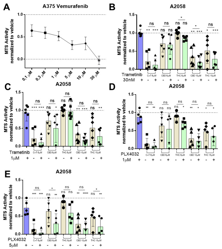 BRAF and MEK inhibitor therapy has no antagonistic effect on cannabinoid treatment in metastatic melanoma cell lines. (A) A375 cells were treated with increasing dosages (100 nM, 300 nM, 1 µM, 3 µM, 10 µM, 30 µM) of vemurafenib for 24 h, and cell viability was assessed by MTS assay afterwards. A2058 cells were pre-treated with (B) 30 nM or (C) 1 µM of trametinib or with (D) 1 µM or (E) 5 µM of PLX4032 (Vemurafenib) followed by treatment with 6 µM of CBD and 6 µM of THC (ratio 1:1; C + T), 6 µM of CBD, 6 µM of THC, 10 µM of CBD or 15 µM of THC. Cell viability was assessed by MTS assay. All experiments have been performed in duplicate five times. Data are presented as mean ± SD; ns = not significant; * = p < 0.05; ** = p < 0.01; *** = p < 0.001 and **** = p < 0.0001.