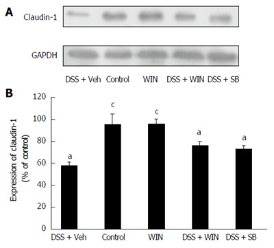 Expression of claudin-1 by western blot analysis. Sample collection of colonic tissues from C57BL/6 mice and western blotting operation were performed as described in the Materials and Methods. A: A representative strip; B: The result of semi-quantitative gel analysis of claudin-1 as determined by ImageJ software. Data are presented as mean ± SD (n = 4). aP < 0.05 vs control; cP < 0.05 vs dextran sulfate sodium (DSS) + vehicle (Veh). SB: SB203580; WIN: WIN55.
