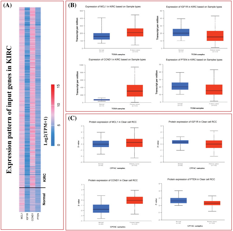 mRNA and protein expression profiling of MCL1, IGF1R, CCND1, and PTEN via UALCAN. (A) A heatmap of MCL1, IGF1R, CCND1, and PTEN hub genes in KIRC sample group and normal control group, (B) box plot presentation of MCL1, IGF1R, CCND1, and PTEN hub genes mRNA expression in KIRC sample group and normal control group, and (C) box plot presentation of MCL1, IGF1R, CCND1, and PTEN hub genes protein expression in KIRC sample group and normal control group.