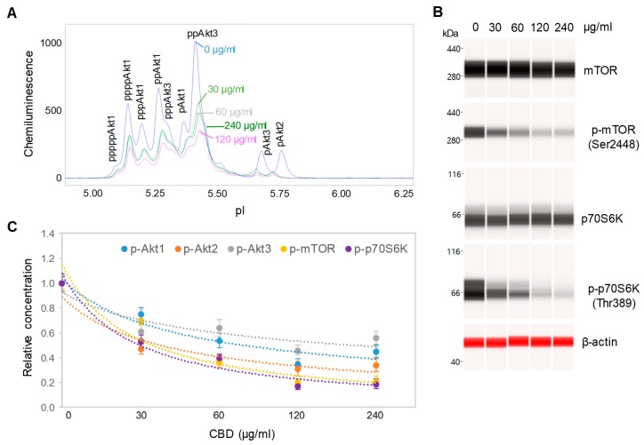 Dose-dependent negative regulation of the pI3K/Akt/mTOR signaling pathway by a CBD oil. (A) The pan-Akt profiles of SH-SY5Y cells as a function of CBD oil V1 dosages; (B) the expression levels of mTOR and p70S6K phosphoisoforms as a function of CBD oil V1 dosages; (C) the relative concentrations of Akt, mTOR, and p70S6K phosphoisoforms as a function of CBD oil V1 dosages. Relative concentration describes fold change of protein phosphoisoforms after treatment as compared with the control. Error bars are the standard deviations of six repeated measurements per experimental condition. SH-SY5Y cells were treated with various dosages of CBD oil V1 for 24 h.