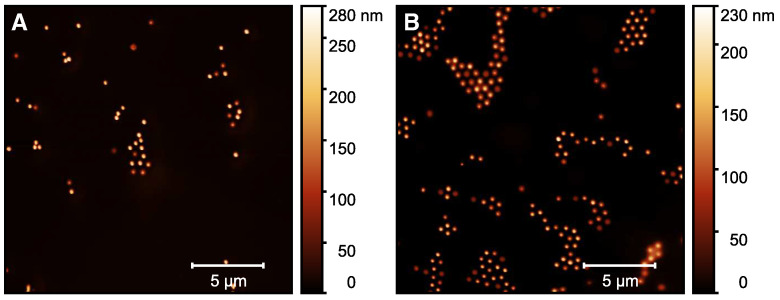 AFM height images (20 × 20 μm) for the microgel particles loaded with CBD (A) and after the release of CBD in water (B). The measurements were performed in the dried state at room temperature. The images were used to extract height profiles of the microgel particles using the software GWYDDION.