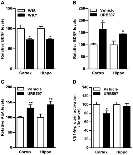 Effect of FAAH inhibition on BDNF, AEA and CB1 function in the brain of WKY rats.Basal BDNF levels were found to be significantly lower in frontal cortex (27%) and hippocampus (26%) of WKY compared to WIS rats (p<0.05; A). Subchronic treatment with URB597 (0.3 mg/kg, i.p. for 7 days) significantly elevated BDNF levels in frontal cortex (64%) and hippocampus (45%) of WKY rats compared to vehicle treated WKY rats (p<0.05; B). Inhibition of FAAH was accompanied by significant increase in AEA levels in frontal cortex (31%, p<0.01; C) and hippocampus (42%, p<0.001; C), and a subsequent decrease in CB1 receptor-mediated G-protein activation in frontal cortex of WKY rats (21%, p<0.05; D). Hippo; Hippocampus.