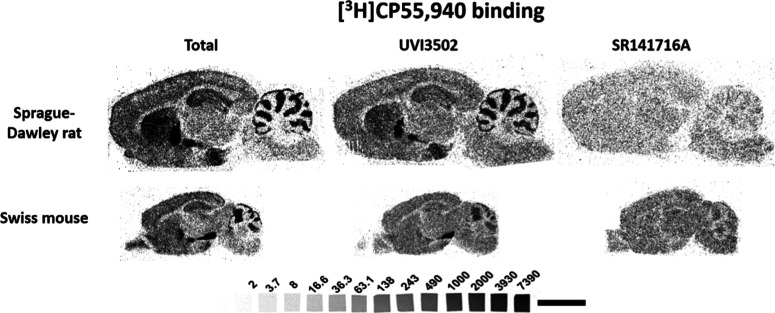 Representative autoradiograms of rat (n = 5) and mouse (n = 5) brain sagittal sections showing [3H]­CP55,940 binding alone, [3H]­CP55,940 binding in the presence of UVI3502, and [3H]­CP55,940 binding in the presence of SR141716A. [3H] microscales used as standards in Ci/g t.e. Note the partial inhibition of [3H]­CP55,940 binding by UVI3502 in most of the brain areas expressing CB1 receptors. Scale bar = 0.5 cm.