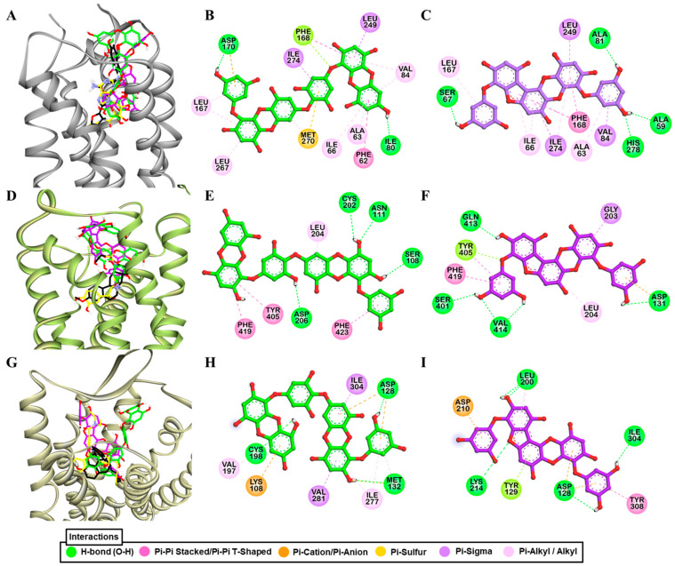 Molecular docking of dieckol and phlorofucofuroeckol-A in the active site of hA2AR (A), hα2CAR (D), and hδ-OPR (G) along with reported agonist (yellow stick) and antagonist (black stick). Detailed hA2AR–ligand (B) for dieckol and (C) for phlorofucofuroeckol-A), hα2CAR–ligand (E) for dieckol and (F) for phlorofucofuroeckol-A), and hδ-OPR–ligand interactions (H) for dieckol and (I) for phlorofucofuroeckol-A) on a 2D diagram.