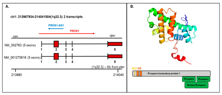 Prospero homeobox 1 (PROX1) mRNA/protein structure. (A) The PROX1 transcript presents two variants (1-NM_002763 and 2-NM_001270616; the first variant represents the longer transcript; both options 1 and 2 encode the same protein); mRNA includes five exons and four introns. The structure is available on http://atlasgeneticsoncology.org/Genes/GC_PROX1.html (B) Top—Protein structure-based on the PDB model (ID: 2LMD; graphical visualization was made in PyMOL), bottom—the schematic protein structure with the nuclear localization signal (NLS) and nuclear receptor (NR) boxes at the N-terminus and prospero and homeobox domains on C-terminus.