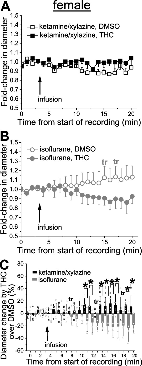 THC effect on pial arteriole diameter in female rats is influenced by anesthetics. A Averaged fold-change in female pial arteriole diameter as a function of time following carotid artery infusion of DMSO-containing saline under KX anesthesia (n = 4) or 42 nM THC under KX (n = 5). B Averaged fold-change in female pial arteriole diameter as a function of time following carotid artery infusion of DMSO-containing saline under isoflurane (n = 4), and 42 nM THC under isoflurane (n = 4). Here and in C, tr: statistical trend with 0.05 ≤ p ≤ 0.10 by 1-tail Mann–Whitney test. C Scattered graph comparing THC effect on female pial cerebral arteriole diameter under KX versus isoflurane anesthesia. Each datapoint within each group was normalized to averaged effect of DMSO-containing saline at the same time-point within respective group. Asterisks depict statistically significant differences with 0.0079 ≤ p ≤ 0.0317 by 1-tail Mann–Whitney test