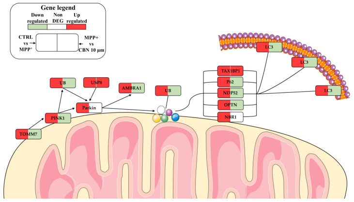 Schematic representation of PINK1/Parkin mitophagy pathway. MPP+ increased the expression of the genes involved in mitophagy. On the contrary, CBN pre-treatment decreased their expression. The figure was created using the vector image bank of Servier Medical Art by Servier (http://smart.servier.com/ (accessed on 1 March 2023)). Licensed under a Creative Commons Attribution 3.0 Unported License (https://creativecommons.org/licenses/by/3.0/ (accessed on 1 March 2023)).