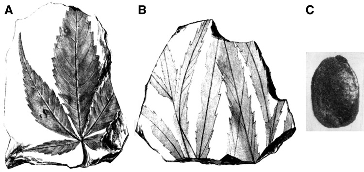 Macrofossils identified as Cannabis (not to scale). (A, B) Are from Friedrich,28 and (C) Is from Palamarev.25 (A, B) Reproduced from a publication whose copyright has expired; (C) Reproduced courtesy of Vladimir Bozukov, Bulgarian Academy of Sciences.
