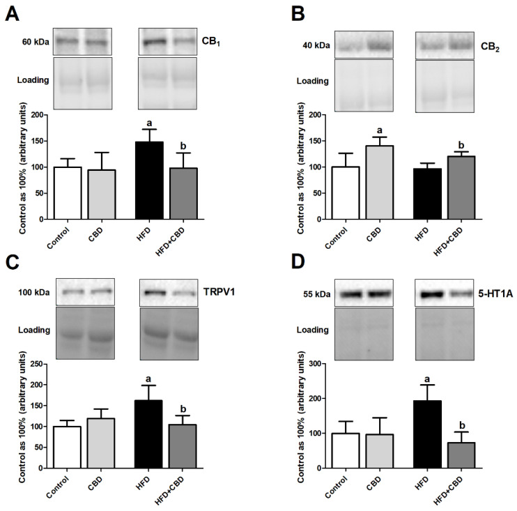 The total expression of (A) cannabinoid receptor 1 (CB1), (B) cannabinoid receptor 2 (CB2), (C) transient receptor potential channel 1 (TRPV1), and (D) serotonin receptor (5-HT1A) in red gastrocnemius muscle in the control (standard diet) and high-fat diet (HFD) groups after chronic cannabidiol (CBD) treatment. The total expressions of the above proteins are presented as a percentage difference compared to the control group, which was set as 100%. The data are expressed as mean values ± SD, n = 6 in each group. a p < 0.05 significant difference: control group vs. examined group; b p < 0.05 significant difference: HFD vs. HFD + CBD.