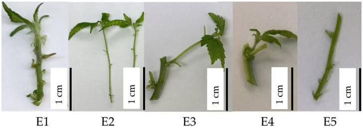 Different types of stage II explant types used in multiplication trials. E1—primary shoot tips usually have many nodes with shorter internodal segments, E2—secondary shoot tips usually have fewer nodes with long internodal segments, E3—secondary shoot tip with primary node, E4—small secondary shoot tip with primary node, and E5—primary nodes with or without emerging bud.