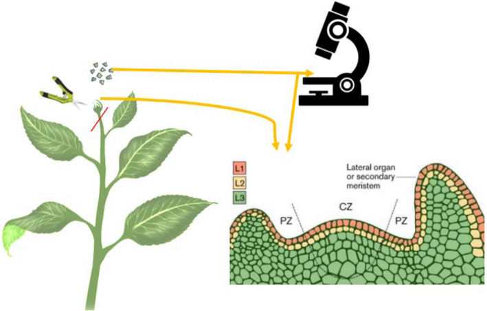 The apical meristem showing the outermost layer tunica, central zone (CZ), and peripheral zone (PZ)