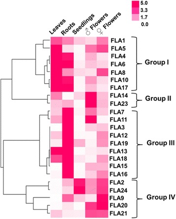 Expression profiles of CsaFLAs in the other tissues. Hierarchical clustering of expression profiles of 23 CsaFLAs in the leaves, roots, seedlings, male/female flowers. Data in the form of bar graph are shown in Additional file 9: Figure S5