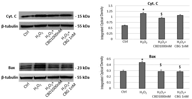Western blotting analysis in CTX-TNA2 astrocyte cell line exposed to 1000 nM CBD and 1 nM CBG and challenged with H2O2 for 24 h. The graph shows the mean ± SD (n = 3). ANOVA, * p < 0.05 vs. Ctrl group; $ p < 0.05 vs. H2O2 group. A representative western blotting for each protein is shown.