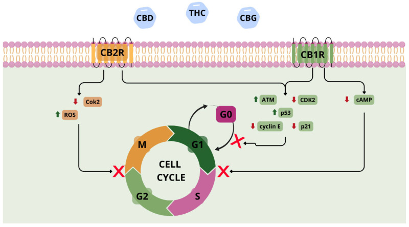Involvement of CB1R and CB2R receptors and phytocannabinoids in the mechanism of cell cycle inhibition. Abbreviations: CBD—cannabidiol; THC—tetrahydrocannabinol; CBG—cannabigerol; ATM—ataxia telangiectasia; ROS—reactive oxygen species; cAMP—cyclic adenosine monophosphate. Figure created by the authors.