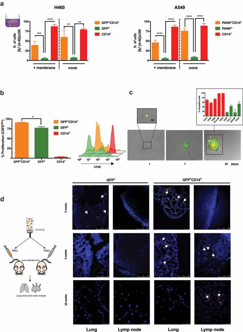 THCs show migration and proliferation capabilities both in vitro and in vivo.