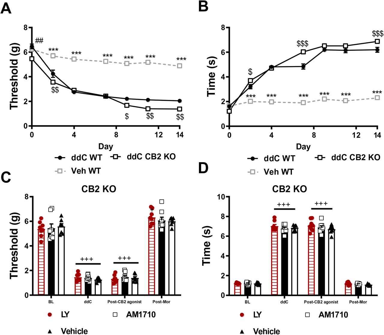 The antinociceptive effects of AM1710 and LY2828360 are absent in CB2 KO mice.Neither AM1710 nor LY2828360 alleviate ddC-evoked neuropathic nociception in CB2 KO mice. CB2 KO mice displayed slightly lower mechanical paw withdrawal thresholds at baseline relative to WT mice (p=0.0004). CB2 KO and WT mice treated with ddC displayed lower mechanical paw withdrawal thresholds on days 2-14 post initiation of ddC dosing relative to vehicle-treated mice (p<0.001 for all observations, A). CB2 KO mice displayed lower paw withdrawal thresholds relative to WT mice treated with vehicle on days 2 (p=0.003), 9 (p=0.03), 11 (p=0.002) and 14 (p=0.003). CB2 KO and WT mice treated with ddC display elevated levels of cold hypersensitivity from day 2-14 following onset of ddC treatments (p<0.001 for all observations, B). CB2 KO mice display elevated levels of cold hypersensitivity on days 2 (p=0.02), 7 (p<0.001) and 14 (p<0.001) following onset of ddC treatments. Main effects of ddC (mechanical: F2,66 = 439.8, p<0.0001; cold: F6,66 = 480.4, p<0.0001), time (mechanical: F6,66 = 213.8, p<0.0001; cold: F6,66 = 418.5, p<0.0001) and ddC x time interactions (mechanical: F12,66 = 22.75, p<0.0001; cold: F 12,66 = 83.78, p<0.0001) were observed. ##p<0.01 vs. CB2 KO, $$$p<0.001, $$p<0.01, $p<0.05 vs. WT ddC, ***p<0.001 vs. all other groups. Two-way ANOVA followed by Tukey multiple comparisons test post-hoc. N= 23 per group. WT: wild type, CB2 KO: CB2 knockout, ddC: 2’-3’-dideoxycitidine. LY2828360 (3 mg/kg, i.p.) and AM1710 (10 mg/kg, i.p.) fail to alleviate ddC-induced mechanical (C) and cold allodynia (D) in CB2 KO mice, whereas morphine (10 mg/kg, i.p.) restores mechanical (C) and cold (D) allodynia to pre-ddC levels in the same mice. Main effects of treatment in LY2828360-treated mice (mechanical: F3,7=252.5, p<0.0001; cold: F3,7=768.9, p<0.0001), AM1710-treated mice (mechanical: F3,7=109.1, p<0.0001; cold: F3,7=814.4) and vehicle-treated mice (mechanical: F3,6=297.3, p<0.0001; cold: F3,6=967.8, p<0.0001). +++p<0.001, +p<0.05 vs. baseline. One-way repeated measures ANOVA, Tukey multiple comparisons test post-hoc. N= 7-8 per group. BL: baseline, ddC: 2’-3’-dideoxycitidine, LY: LY2828360, Mor: morphine.
