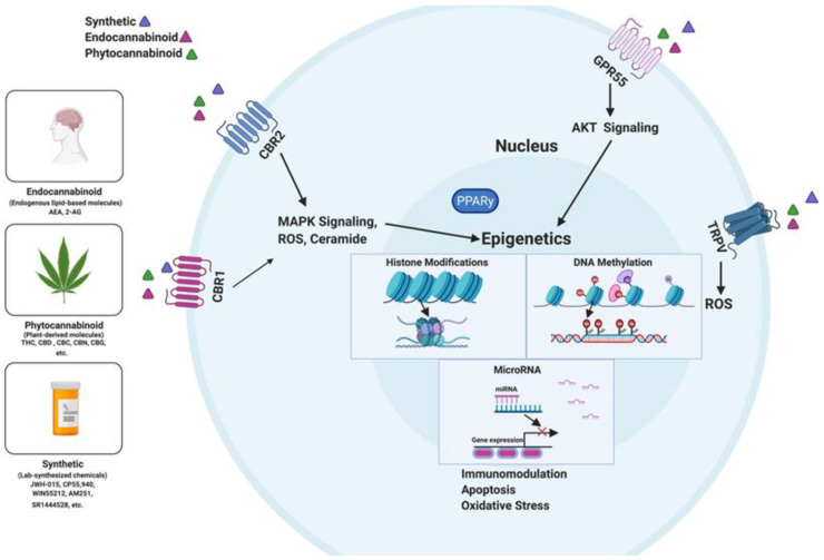 An overview of cannabinoid-induced epigenetic alterations through DNA methylation, histone modifications, and miRNA dysregulation. Several classes of cannabinoids, which include synthetic cannabinoids, endocannabinoids, and phytocannabinoids, regulate inflammation by binding to several receptors (CB1 and CB2, GPR55, and TRPV) found on immune cells. Activation of the CB1 and 2 leads to MAPK signaling transduction and increases the production of ROS and ceramide. The MAPK pathway induces epigenomic changes. On the other hand, GPR55 activation leads to AKT signaling transduction, which stimulates epigenetic alterations.