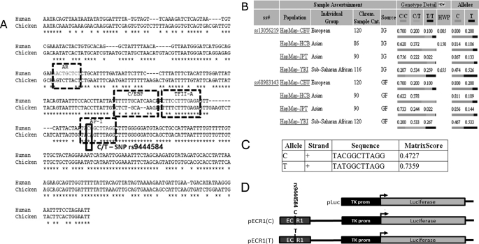 rs9444584 allele frequency varies greatly in different human populations and changes the predicted affinity of AP1 transcription factor. A, pairwise alignment of the human and chicken ECR1 sequences showing predicted transcription factor binding sites and allelic variants of rs944458. AR, androgen receptor; C/EBP, CCAAT enhancer-binding protein; TFII-A, transcription factor II A. B, table from the National Center for Biotechnology Information (NCBI) SNP web site showing population diversity of rs944458 in European, Asian, and sub-Saharan African populations. C, table generated by the RegSNP algorithm showing predicted relative binding affinities of each allele of rs944458 to the AP1 transcription factor. Matrix score and core score values represent the probability that AP1 will bind to each allelic binding site. D, diagrammatic representation of each of the plasmid constructs used in the current study (not to scale). Bent arrows represent the transcriptional start site of the luciferase gene. ss#, assigned submitter SNP ID, Chrm. Sample. Cnt, chromosome sample count, IC, individual Genotype, and GF, genotype frequency.