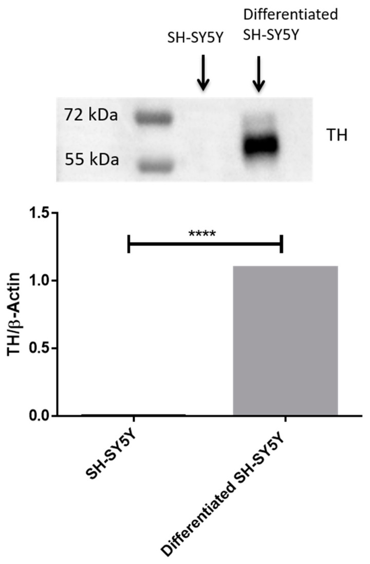 Western blot for TH. RA treatment caused an increase in TH protein levels. In order to evaluate that blots were loaded with equal amounts of protein lysates; we incubated the blot with an antibody for β-Actin. **** p < 0.0001. The blot for β-Actin is available in the Supplementary Figure S2.