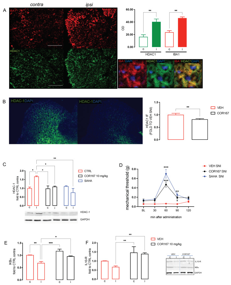 COR167 attenuation of spinal neuroinflammation via an HDAC1-mediated mechanism. (A) Over-expression of IBA1 (red) and HDAC1 (green) in the ipsilateral side (I) of SNI mice spinal cord compared to the contralateral side (C) and their co-localization. ** p < 0.01 vs. contralateral side. (B) COR167 10 mg/kg p.o. repeated administration reduced HDAC1 overexpression in the ipsilateral side (ipsi) of SNI mice in immunofluorescence experiments. ** p < 0.01 vs. vehicle. (C) HDAC1 overexpression in the ipsilateral side was reduced by COR167 treatment with an efficacy comparable to SAHA (10 mg/kg i.p.). * p < 0.05, ** p < 0.01. (D) Time-course curves for COR167 and SAHA in the von Frey test. * p < 0.05, ** p < 0.01, *** p < 0.001 vs. vehicle. (E) Prevention of IkBα decrease by COR167. * p < 0.05, ** p < 0.01, *** p < 0.001. (F) Increase of the IL-10 protein expression by COR167 treatment. ** p < 0.01.