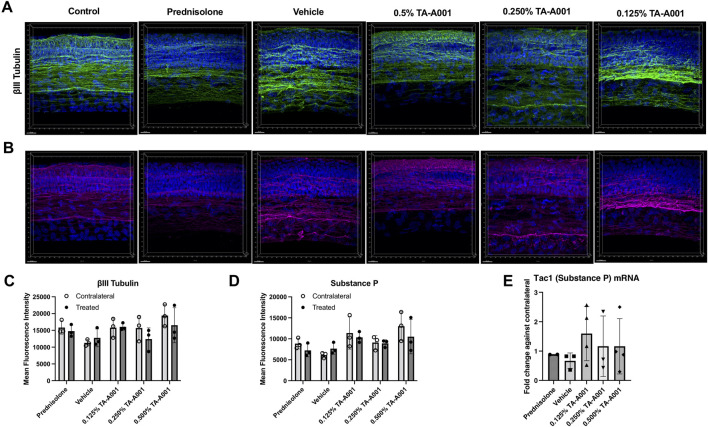 Corneal nerve density and morphology after prednisolone, drug vehicle or TA-A001 treatment. (A, B) Thick cryosections were stained for βIII tubulin (green), Substance P (magenta), and DAPI (blue), n = three mice per group. Quantification of βIII tubulin (C) and substance P (D) as determined by measuring mean fluorescence intensity (MFI). (E) mRNA expression of Tac1 of mouse eyes as determined by qPCR. N = 3 samples per group. Scale bar, 20 µm.