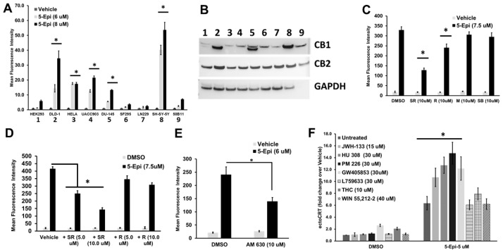 5-epi induced exposure of ectoCRT is partially mediated through CB2 agonism in CRC cells. (A) 5-epi dose dependently induced ectoCRT exposure in human CRC, cervical, melanoma, prostate, and neuroblastoma cell lines. Human glioblastoma and normal kidney epithelial, as well as normal rat cell lines did not significantly respond to 5-epi at the indicated concentrations. (* = p < 0.05; n = 3). (B) The relative expression levels of CB1 and CB2 were determined by Western blot analysis in the cell lines examined in (A). GAPDH was included as a loading control. The GAPDH antibody does not recognize the protein of rat origin. (C) 5-epi (7.5 µM) induced ectoCRT production was significantly attenuated by CB2 (SR; SR144528) and CB1 (R; SR141716) inverse agonists. (* = p < 0.05; n = 3) Antagonists of GPR55 (M; ML-193) and TRPV1 (SB; SB-705498) did not affect 5-epi-induced ectoCRT production. (D) Both SR and R dose dependently affected ectoCRT production. SR was more effective, implying a greater contribution of CB2 signaling to ectoCRT production. (* = p < 0.05; n = 3) (E) 5-epi induced ectoCRT exposure was significantly inhibited by a selective CB2 antagonist (AM 630). (* = p < 0.05; n = 3). (F) Among the CB2 agonists tested, only 5-epi (untreated) induced ectoCRT exposure in DLD-1 cells treated for 24 h. (* = p < 0.05; n = 3) JWH-133, HU-308, PM 226 and GW405853 enhanced 5-epi-induced ectoCRT production. (* = p < 0.05; n = 3), whereas L759633, THC, and WIN 55,212-2 had no effect on 5-epi-induced ectoCRT production.