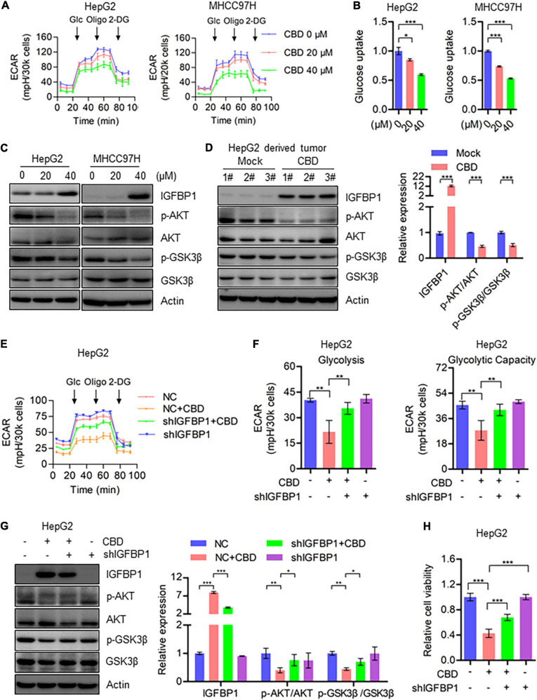 CBD inhibits cell glycolysis through repressing AKT/GSK3β axis. (A) Extracellular acidification rate (ECAR) of CBD treated HepG2 and MHCC97H cells in the indicated conditions was measured in real time using the Seahorse XF96 Extracellular Flux Analyzer. Basal ECAR was measured at three time points, followed by sequential injection of glucose (10 mM), oligomycin (1 μM), and 2-DG (100 mM). Data are presented as mean ± SD. (B) Glucose uptake was detected by 2-NBDG staining in CBD-treated HepG2, HUH7, and MHCC97H cells. (C) Western blot analysis of IGFBP1, p-AKT, AKT, p-GSK3β, and GSK3β in CBD treated HepG2 and MHCC97H cells after 24 h. Actin was used as a loading control. (D) Western blot analysis of IGFBP1, p-AKT, AKT, p-GSK3β, and GSK3β in CBD administrated tumor tissues derived from HepG2 cells. Actin was used as a loading control. The graphs represent the mean ± SEM. (E,F) Extracellular acidification rate (ECAR) was measured in control and IGFBP1 knockdown HepG2 and MHCC97H cells after CBD exposure. (G) Western blotting analysis of IGFBP1, p-AKT, AKT, p-GSK3β, and GSK3β in control and IGFBP1 knockdown HepG2 cells after CBD (40 μM) administration for 24 h. (H) Cell viability was determined in control and IGFBP1 depletion HepG2 cells in the presence of CBD for 24 h. The meaning of ‘*‘ is statistically significant. *p < 0.05, **p < 0.01, ***p < 0.001.