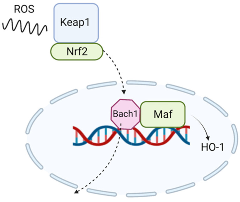 Under the action of reactive oxygen species (ROS), the Keap1-Nrf2 complex cleaves. Once cleaved, Nrf2 enters the nucleus at the DNA level, where it displaces Bach1 from Maf, in order to synthesize HO-1. Created with BioRender.com.