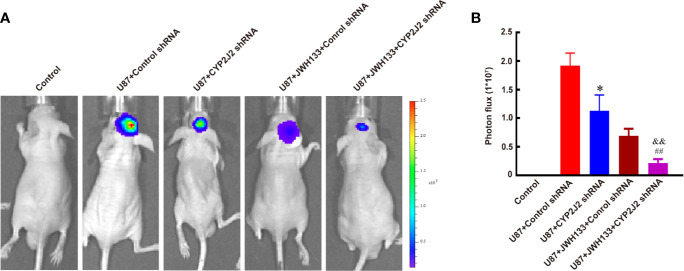CYP2J2 knockdown facilitates the anti-tumor effect of JWH133 on glioma two weeks after implantation. Representative bioluminescent images (A) and the quantification (B) of the tumor-bearing mice implanted with U87 in the Control, U87 + Control shRNA, U87 + CYP2J2 shRNA, U87 + JWH133 + Control shRNA, and U87 + JWH133 + CYP2J2 shRNA groups [n = 5, *P < 0.05 vs. U87 + Control shRNA group, ##P < 0.01 vs. U87 + JWH133 + Control shRNA group, &&P <0.01 vs. U87 + CYP2J2 shRNA group (one-way ANOVA followed by Tukey’s post hoc test)]. Data are shown as mean ± S.E.M, n = 5, *P < 0.01 vs. Control shRNA group, ##P < 0.01 vs. JWH133 + Control shRNA group, &&P < 0.01 vs. U87+CYP2J2 shRNA group, (one-way ANOVA followed by Tukey’s post hoc Test).